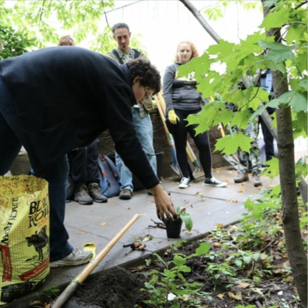A group of people on a university campus watch a person as they plant a small plant into a garden with a shovel and bag of soil nearby.